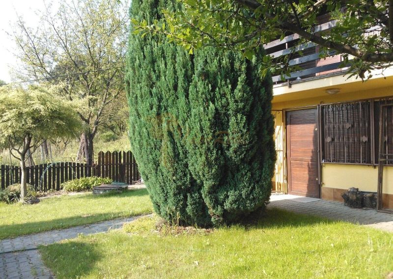 Vor dem Einfamilienhaus in der Karloveská Straße in Bratislava - Karlova Ves befindet sich ein Garten mit einem Nadelbaum.