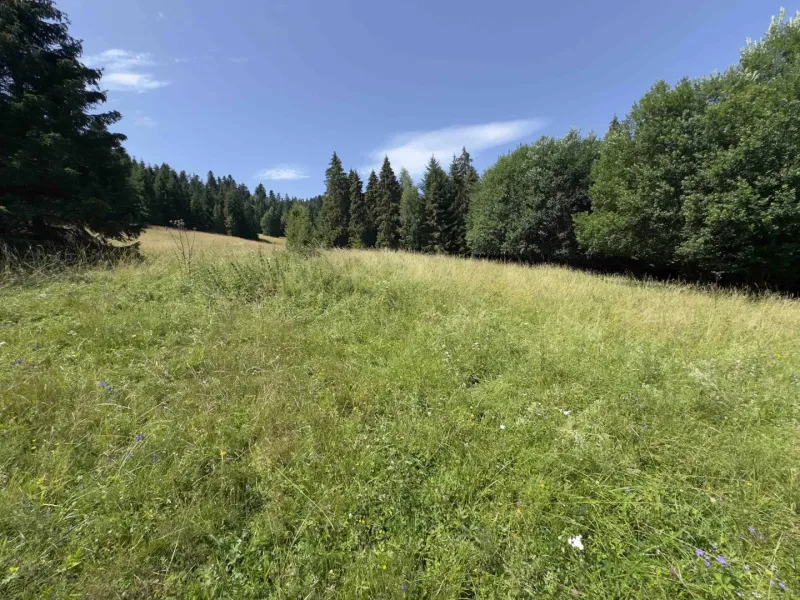 Grüne Wiese umgeben von Bäumen in der Natur, Stará Ľubovňa, Besondere Immobilien.