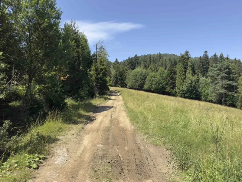 Ein Waldweg umgeben von Bäumen und Gras in der Region Stará Ľubovňa, Besondere Immobilien.