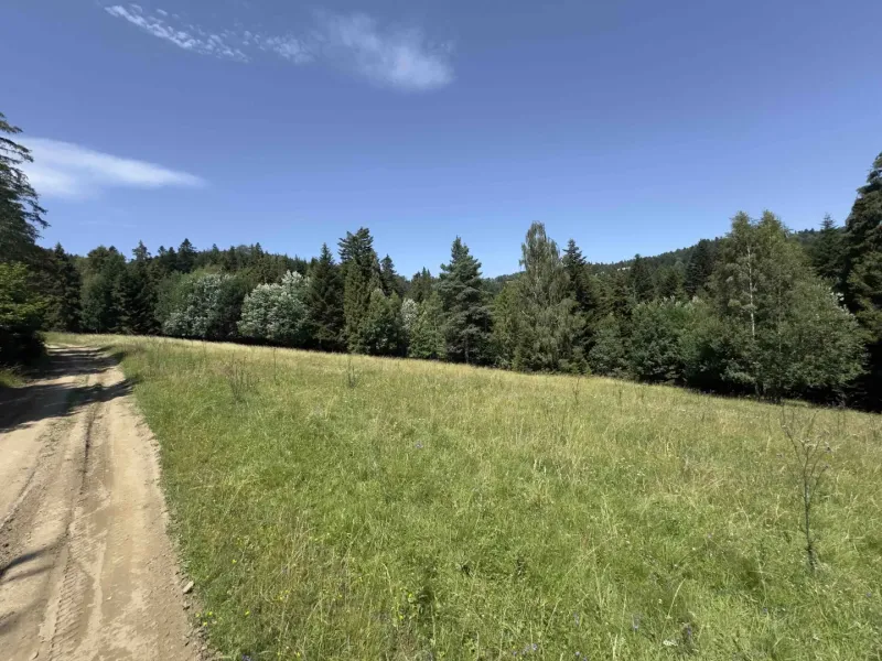 Waldweg und Wiese umgeben von Bäumen in der Gegend von Stará Ľubovňa, Besondere Immobilien.