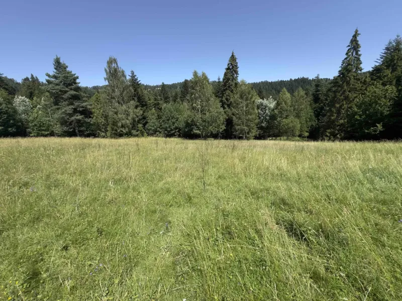 Eine Wiese, umgeben von Nadelwäldern in der Nähe von Stará Ľubovňa, geeignet für besondere Immobilien.