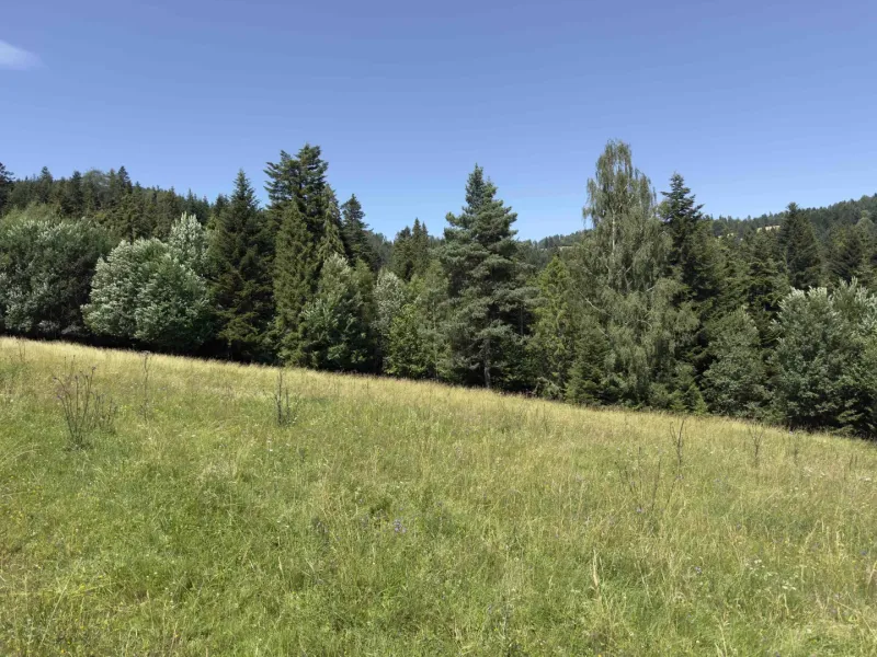 Ein Wald in Stará Ľubovňa, umgeben von einer Wiese, ideal für Liebhaber besonderer Immobilien.