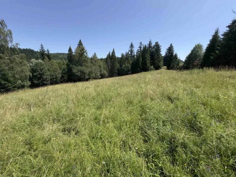 Grünfläche auf einer Wiese, umgeben von Wald in der Umgebung von Stará Ľubovňa, Besondere Immobilien.
