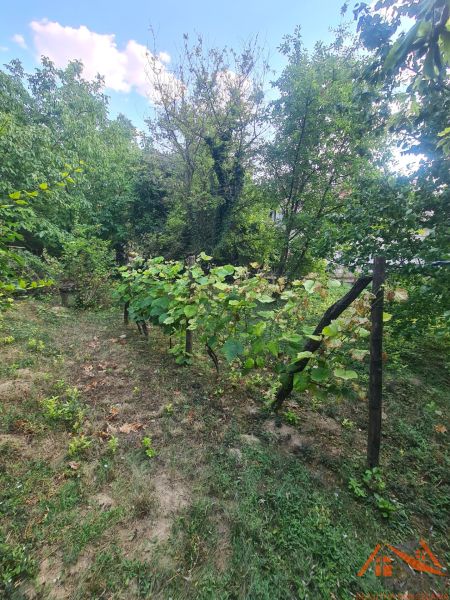 Der Garten des Einfamilienhauses in Svodín mit Weinreben und grünen Bäumen.
