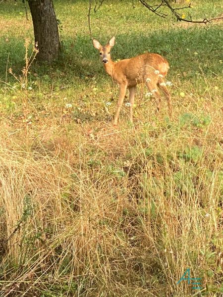 Ein Hirsch, der auf die Kamera auf einer Wiese in Brestovec in der Nähe eines Einfamilienhauses schaut.