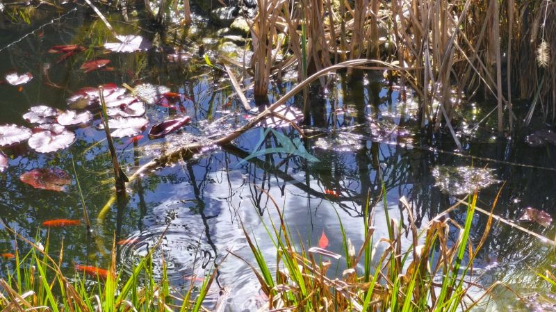 Teich mit Seerosen und Gräsern, Spiegelungen von Bäumen auf der Wasseroberfläche, beliebt im Einfamilienhaus.