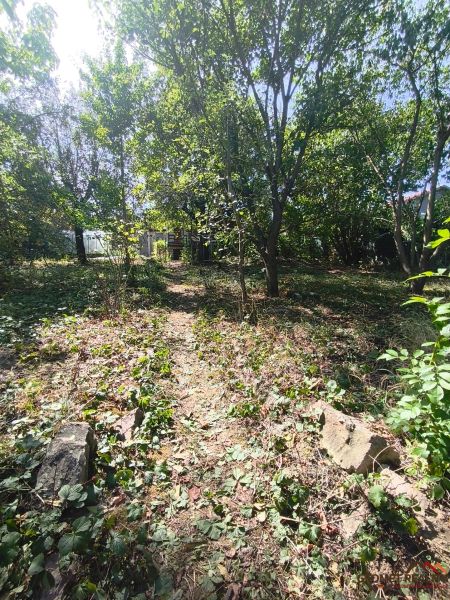 Das Grün in den Gärten von Lučenec mit einem Waldweg und hohen Bäumen.