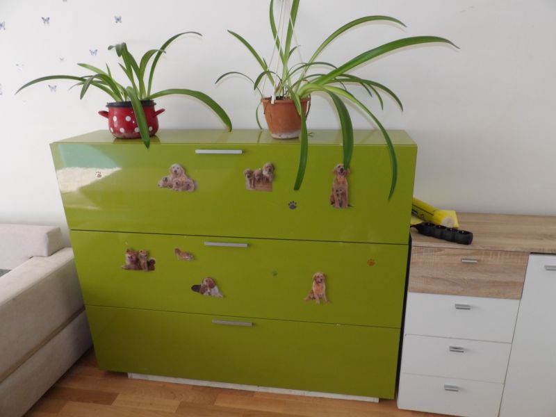 Grüne Kommode mit Blumen und Hundestickern, Boden mit Holzdekor, 2-Zimmer-Wohnung.