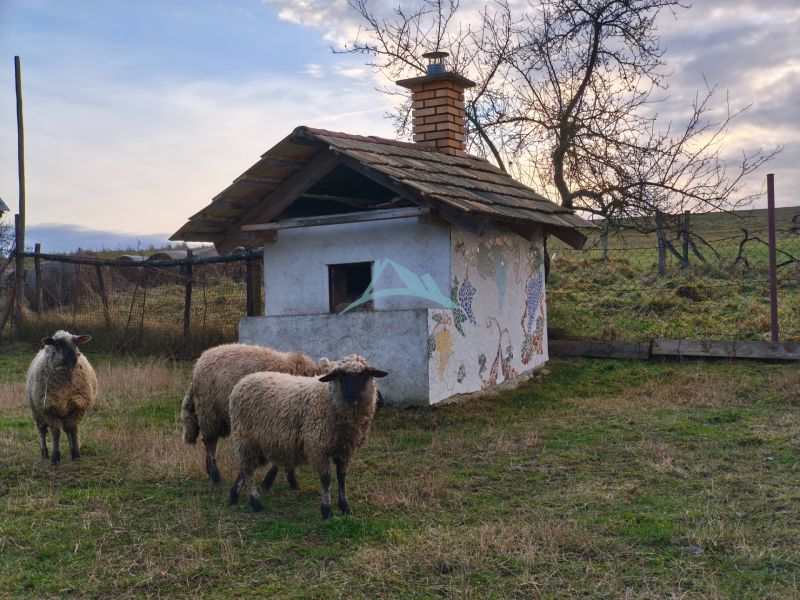 Drei Schafe bei einem kleinen Gebäude mit dekorativer Wand, Dolná Strehová, Prieloh, Einfamilienhaus.