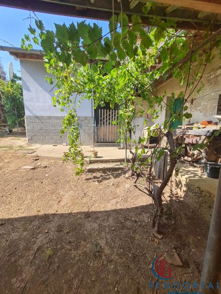 Der Garten des Einfamilienhauses in Dolné Otrokovce mit Weinreben und einem Tor.