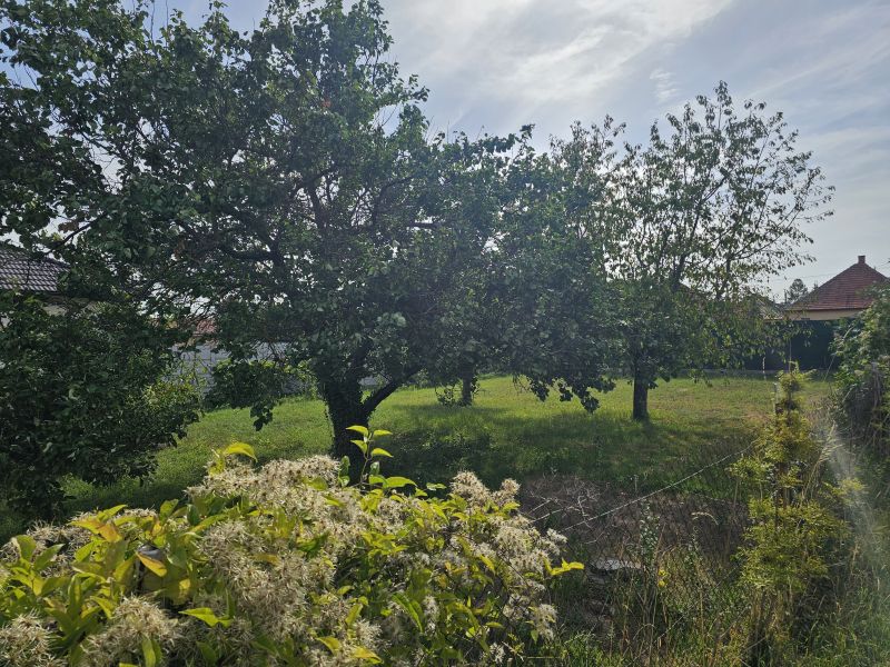 Garten bei einem Einfamilienhaus in der Dvorčanská-Straße in Nitra mit Obstbäumen.