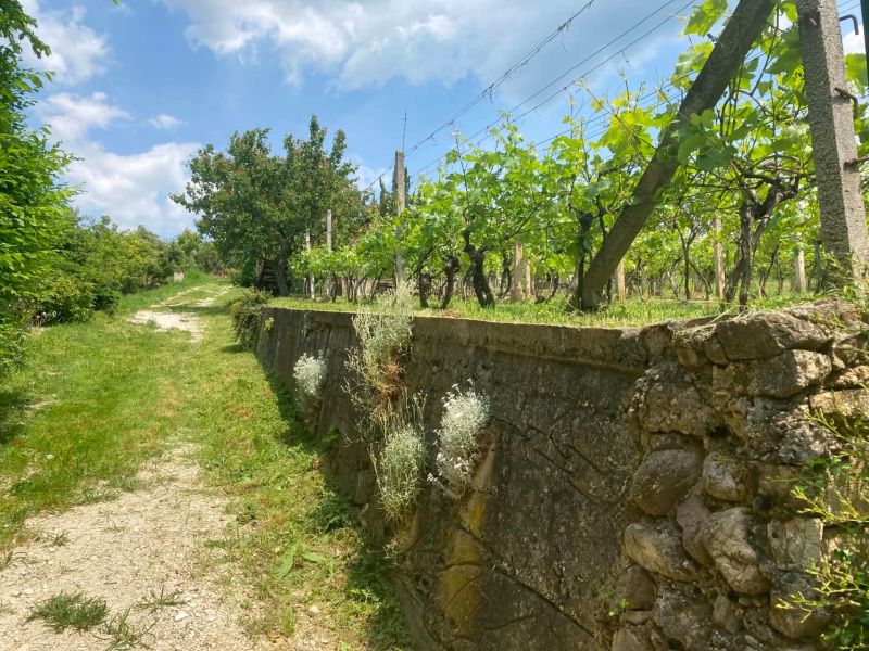 Eine Steinmauer und Weinreben auf dem Land in Banka an einem sonnigen Tag.