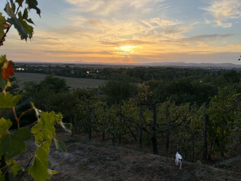 Sonnenuntergang über dem Weinberg mit einer Katze in Banka bei der Hütte.
