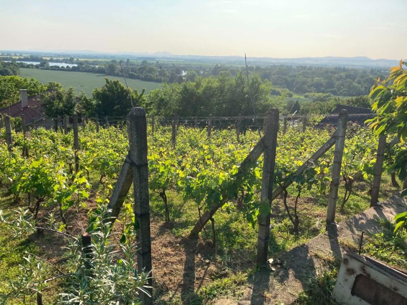 Weinberge bei einer Hütte im Dorf Banka mit Blick auf den Fluss und die Landschaft.