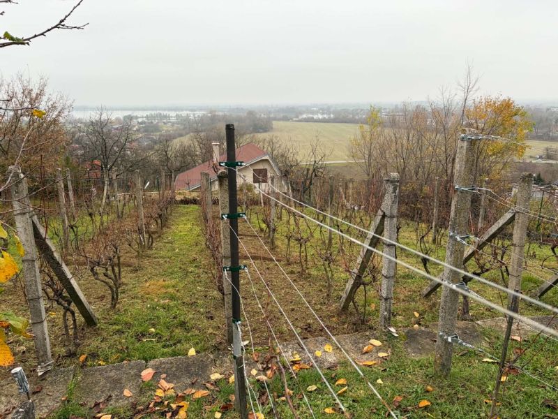 Weinberg am Hang mit Blick auf ein Landhaus in Banka.