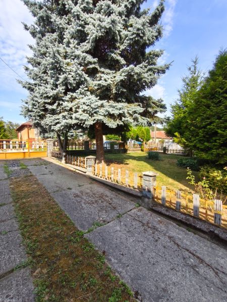 Der Garten eines Einfamilienhauses in Jelenec mit einem großen Nadelbaum und einem Zaun.