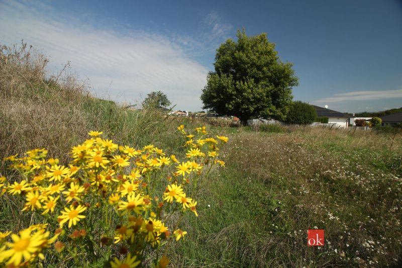 Schöne gelbe Blumen und Bäume schmücken die Grundstücke - Wohnen in Nitra unter blauem Himmel.