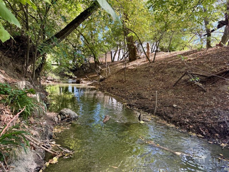 Ein Waldfluss, umgeben von Bäumen und Grün im Schatten.