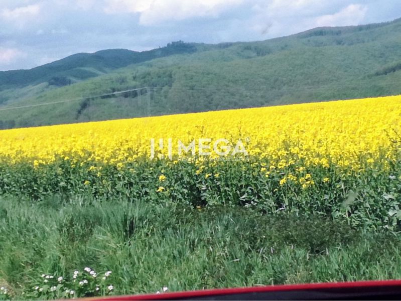 Blühendes Feld auf landwirtschaftlichen und forstwirtschaftlichen Flächen in Kamenica nad Cirochou mit hügeligem Horizont.
