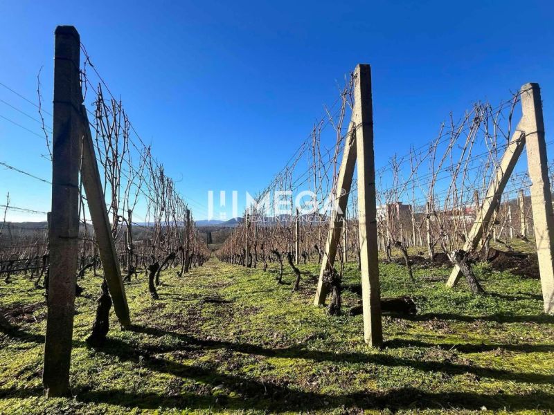 Weinberg im Dorf Viničky mit hölzernen Stützen und klarem blauen Himmel.