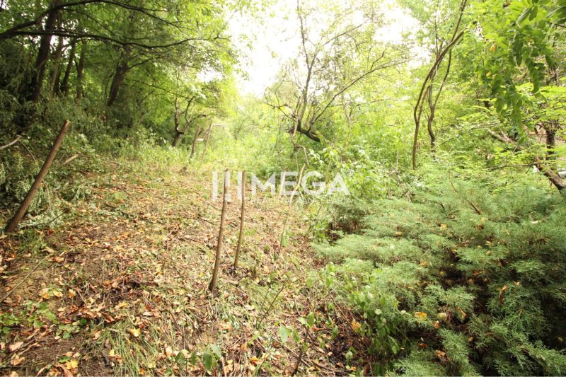 Waldweg auf dem Wohngrundstück in der Šípková-Straße, Košice IV, umgeben von Grün.