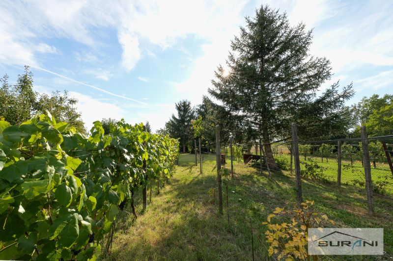 Garten bei einem Einfamilienhaus in Štefanová an der Hauptstraße mit Weinreben und Bäumen.