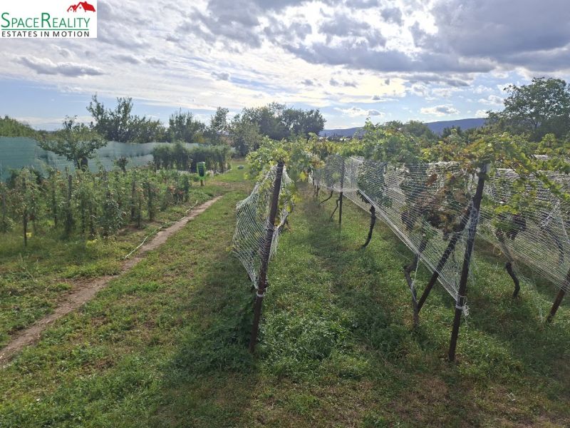 Weingut im Dorf Viničné in der Hauptstraße, bestimmt zum Wohnen.